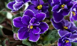 violeta aroma invierno